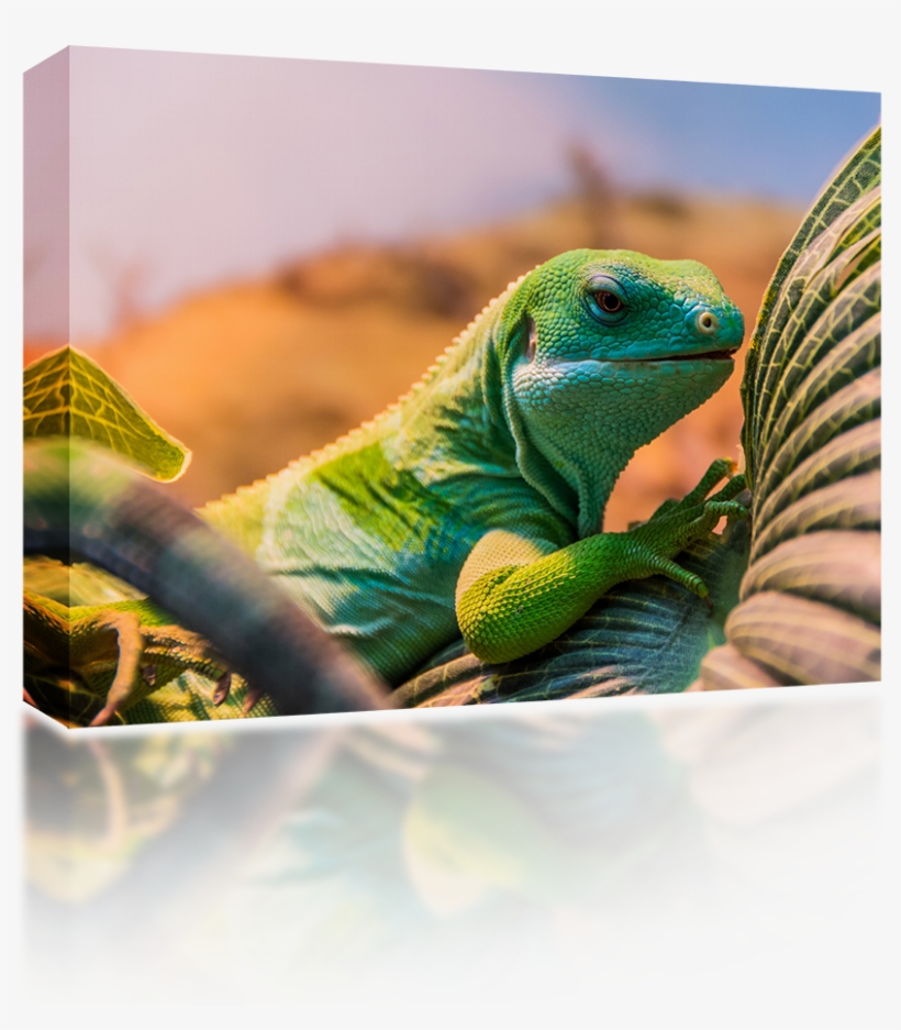 Banded Iguana - Fiji Banded Iguana, transparent png download