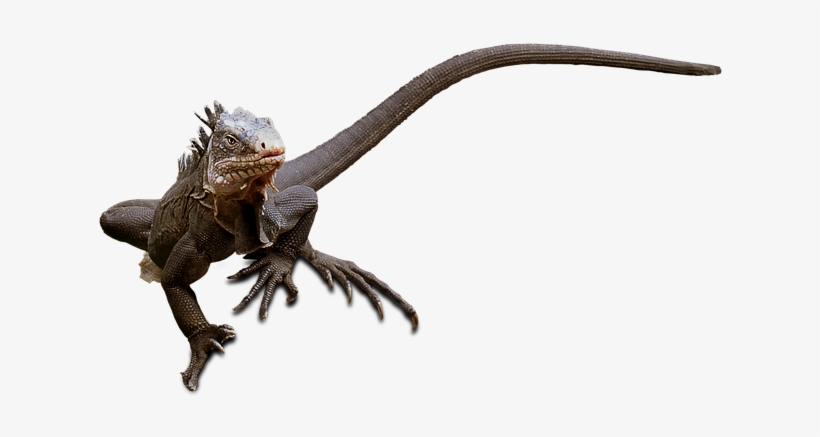 Lizard Png, transparent png download