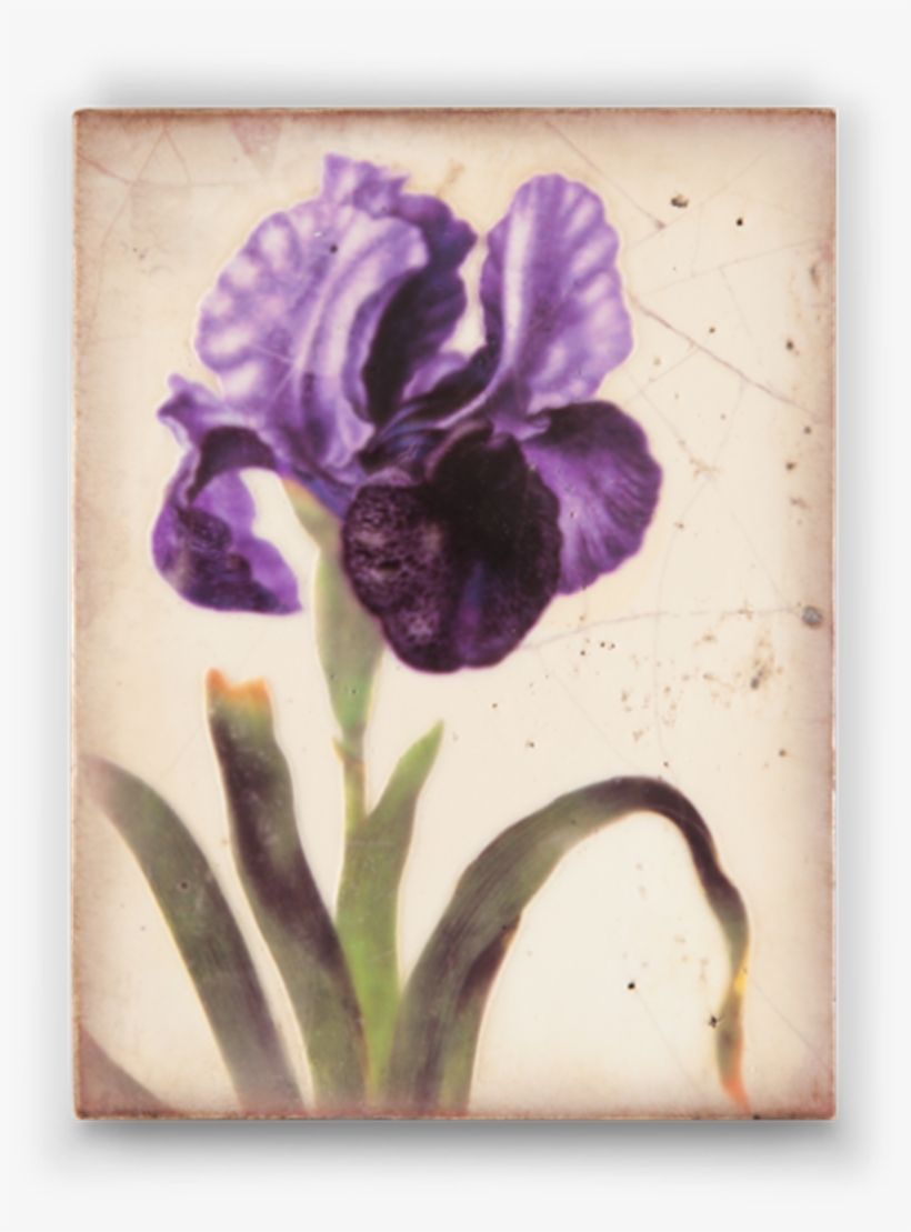 Through The Looking Glass Collection - Maria Sibylla Merian, transparent png download