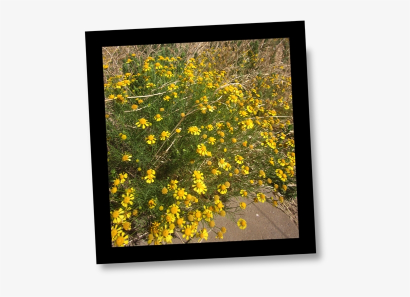 Spring/summer Flowering Plants On The Jornada - Jornada Plant, transparent png download