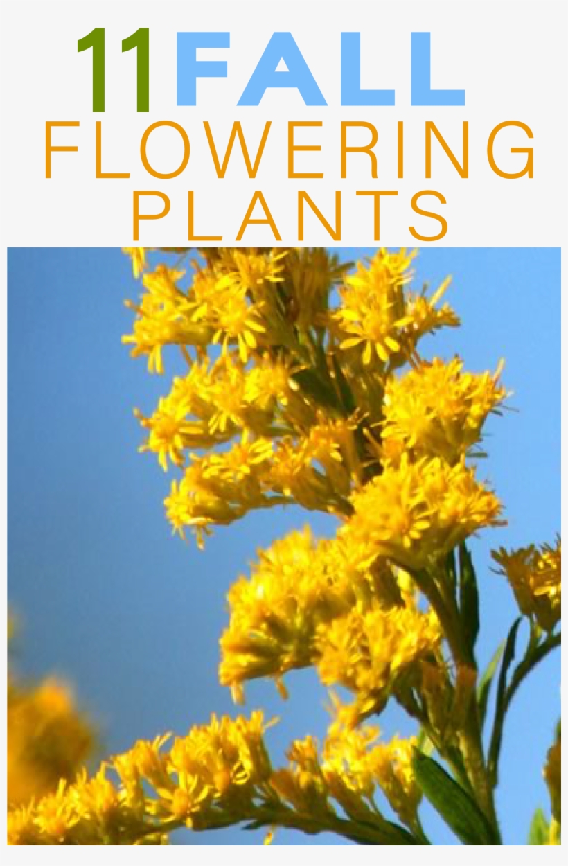 There Are Dozens Of Fall Blooming Flowers That Keep - Giant Goldenrod, transparent png download