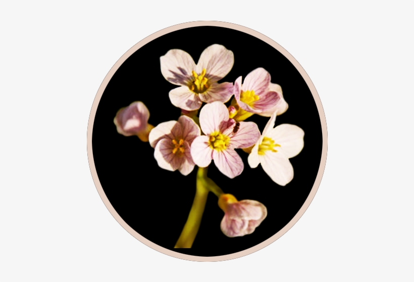 Spring Flowers - Black, transparent png download