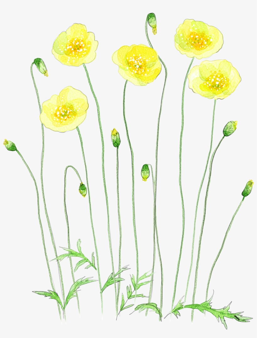 Image Royalty Free Chamomile Drawing Watercolor - Watercolor Yellow Flower Transparent, transparent png download