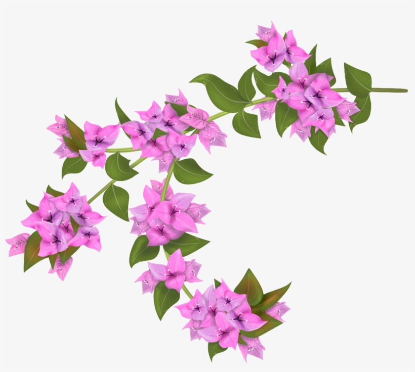 Bougainvillea Drawing Botanical Illustration - Bougainvillea Png, transparent png download