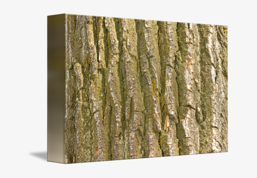 Cottonwood Tree Texture By - Cottonwood Tree Bark, transparent png download