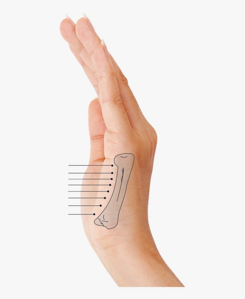 Mapa Reflexología Manos - Drawing, transparent png download