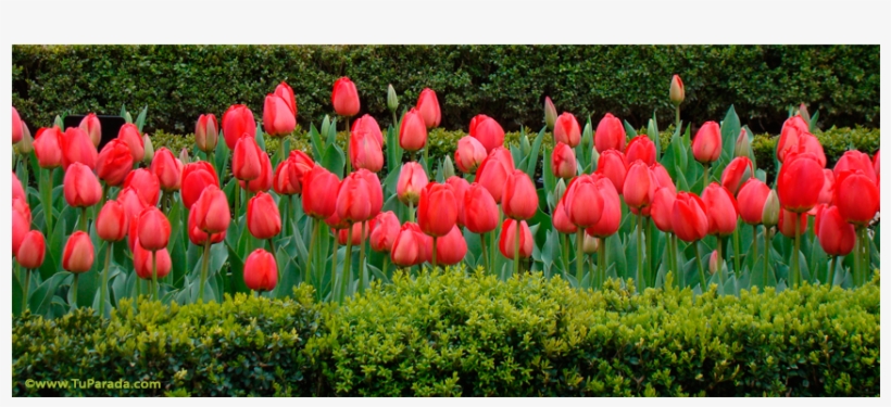 Buen Fin De Semana Con Flores, transparent png download