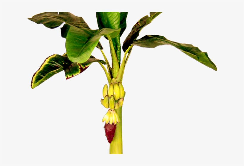 Leaves Clipart Banana Tree - Bhogi Images In Telugu 2019, transparent png download