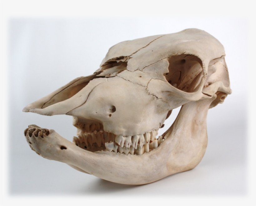 Cow Bos Taurus, transparent png download