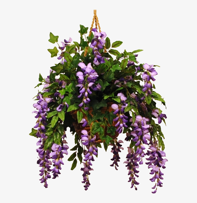 Wisteriaviolet-1 - Wisteria, transparent png download