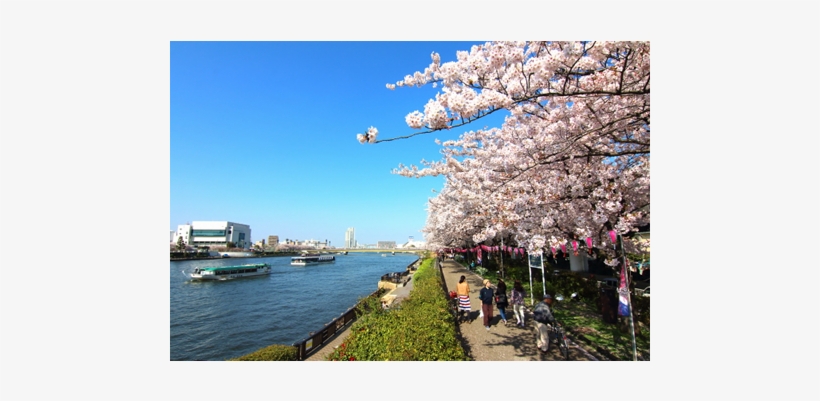 Keywords - Cherry Blossom, transparent png download