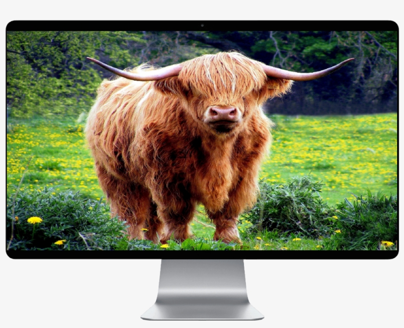 Score 50% - Harry Cow, transparent png download