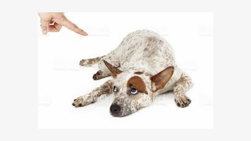 Dog Getting Scolded, transparent png download