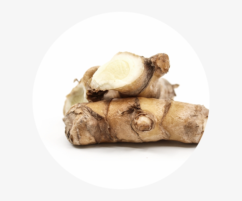 White Turmeric - Zingiber, transparent png download
