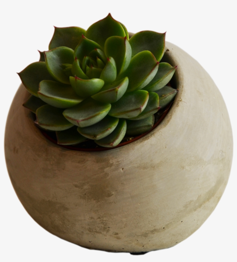 Echeveria In A Flower Pot Flower Shop Studio Flores - Flowerpot, transparent png download
