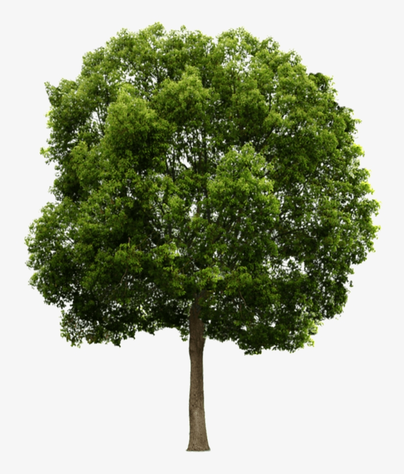 Website, transparent png download