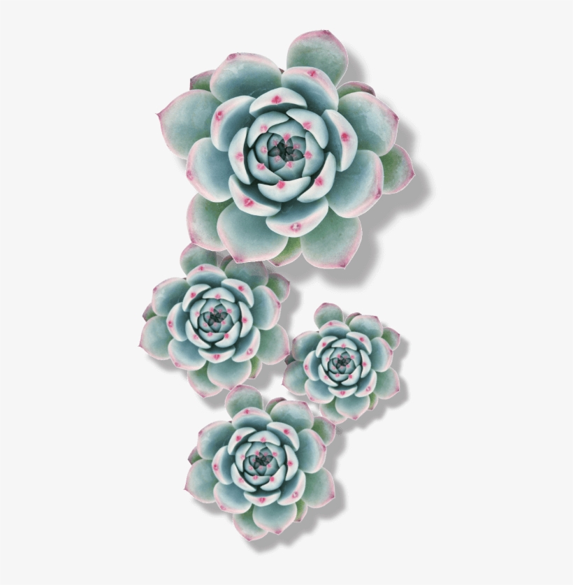 Booknow - Succulent Plant, transparent png download