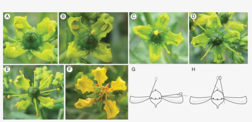 Successive Stamen Movements And Experimental Manipulations - Chelidonium, transparent png download