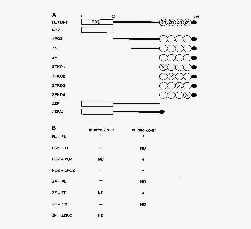 Fl Fbi 1 Corresponds To Fbi 1 Amino - Diagram, transparent png download