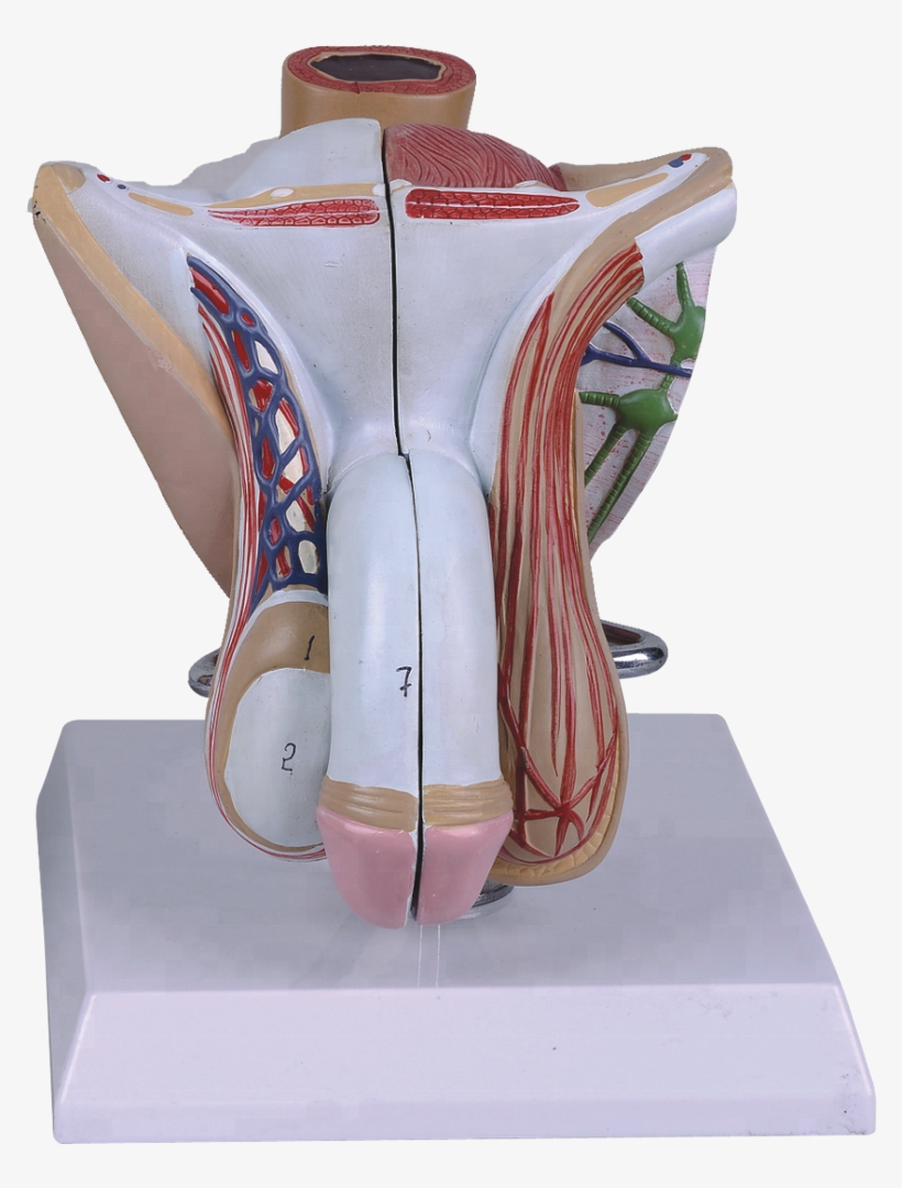 Statue, transparent png download