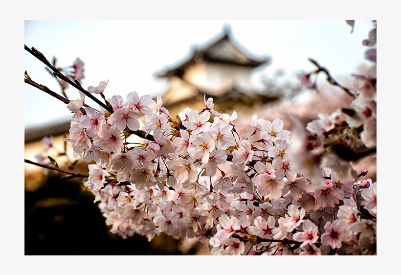 Japan Blossom - Cherry Blossom, transparent png download