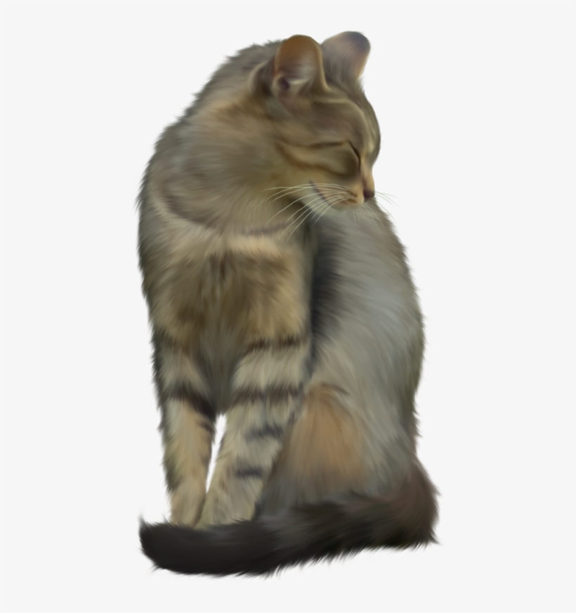 Cat, transparent png download