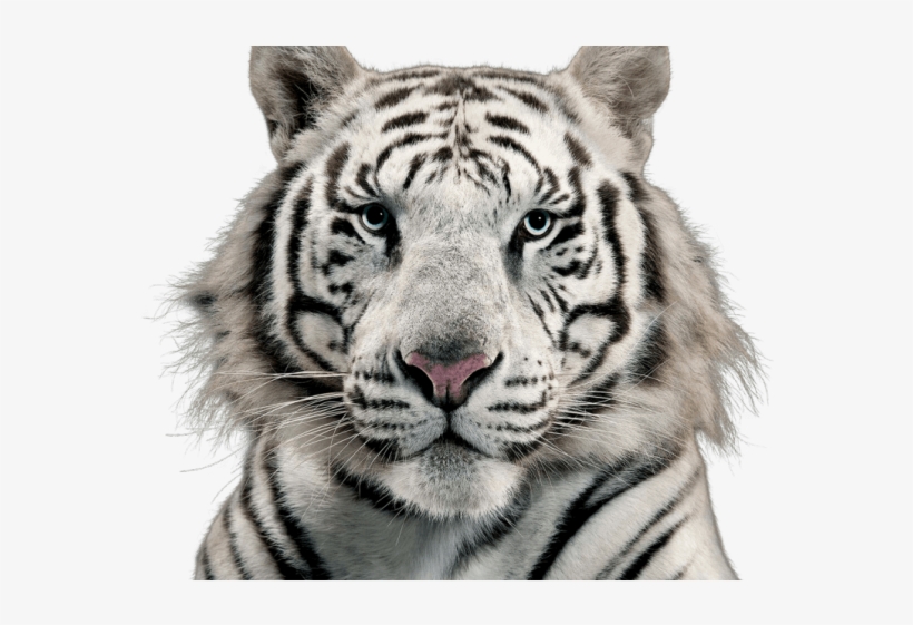 White Tiger Clipart Transparent Background - White Tiger Png, transparent png download