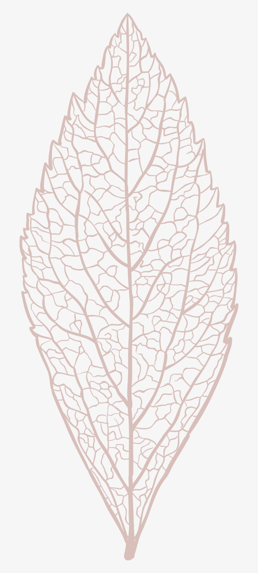 Download Leaf Skeleton Pngclick For - Motif, transparent png download