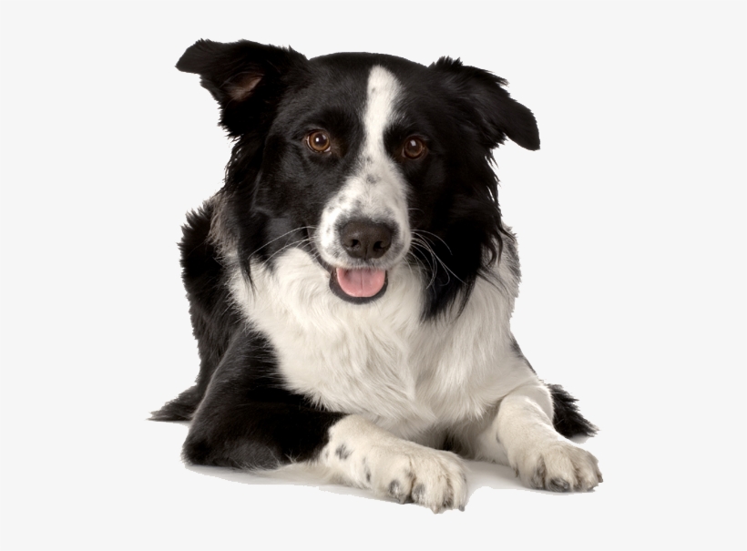 Breed Border Collie - Old Border Collie Mix, transparent png download