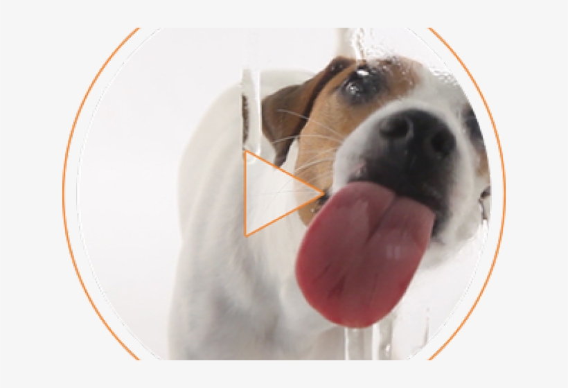 Perro Clipart One Dog - Dog Catches Something, transparent png download