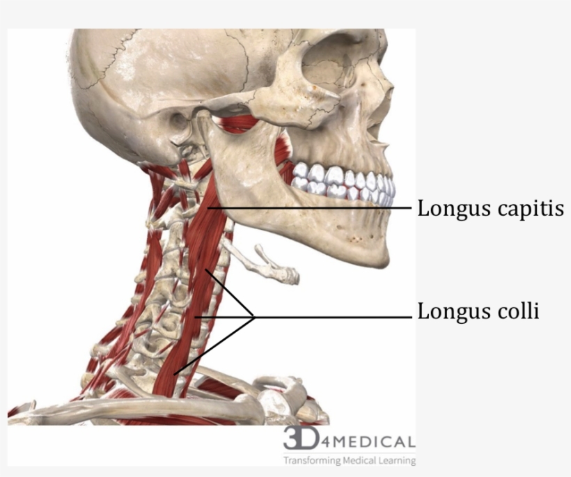 Deep Anterior Cervical Muscles - Skull, transparent png download
