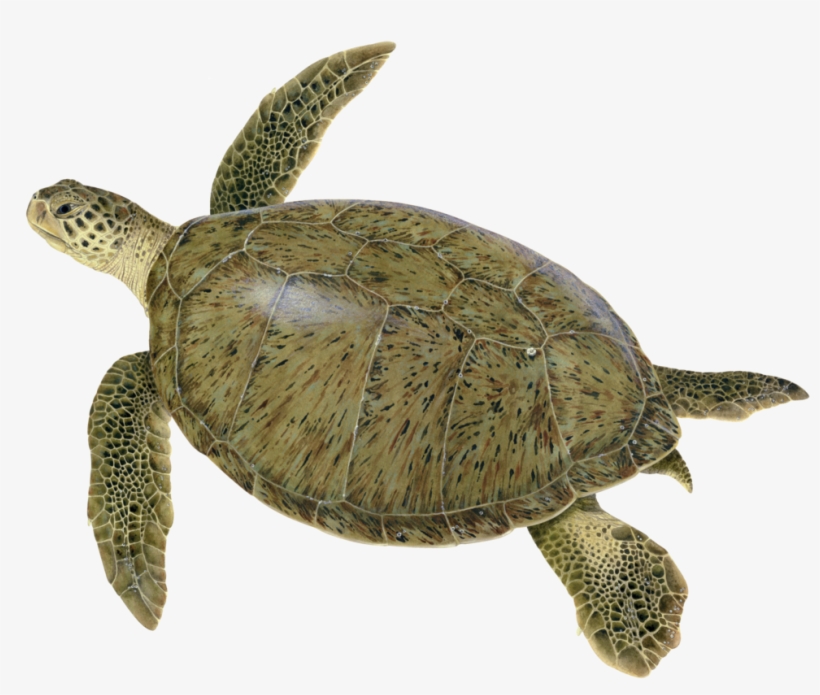 Dawn Witherington - Green Sea Turtle Noaa, transparent png download