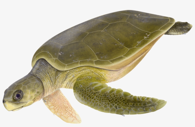 Adult Flatback Sea Turtle - Flatback Sea Turtles Natator Depressus, transparent png download