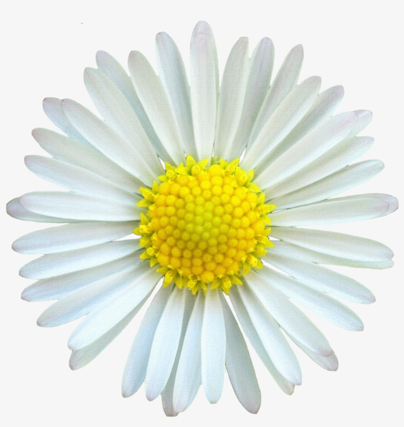 Desk Background, Mv - White And Yellow Daisy, transparent png download