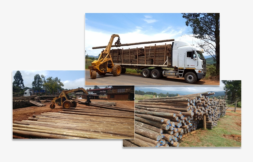 Cca Pole Supplier - Lumber, transparent png download