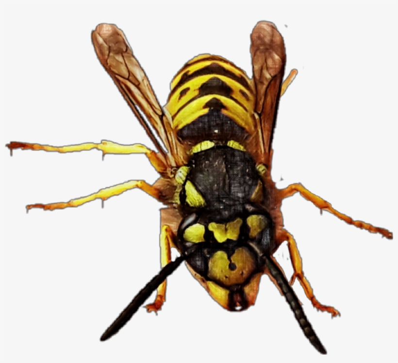 Yellowjacket Queen Queenbee Bee Wasp Hornet Bug Insect - Hornet, transparent png download