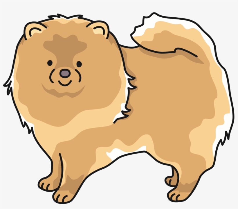 Pomeranian, transparent png download