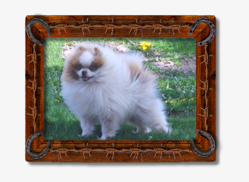 Triple Sec - Pomeranian, transparent png download