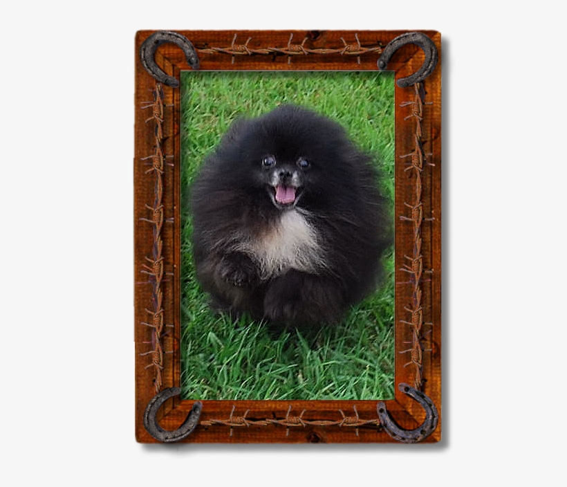 Sasquatch - Pomeranian, transparent png download