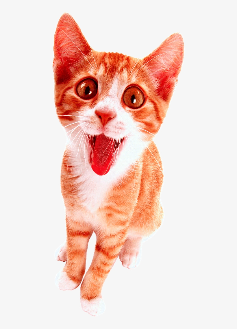 Games For Cats - Happy Cat, transparent png download