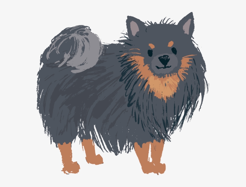 Pomeranian Black And Tan - Pomeranian, transparent png download