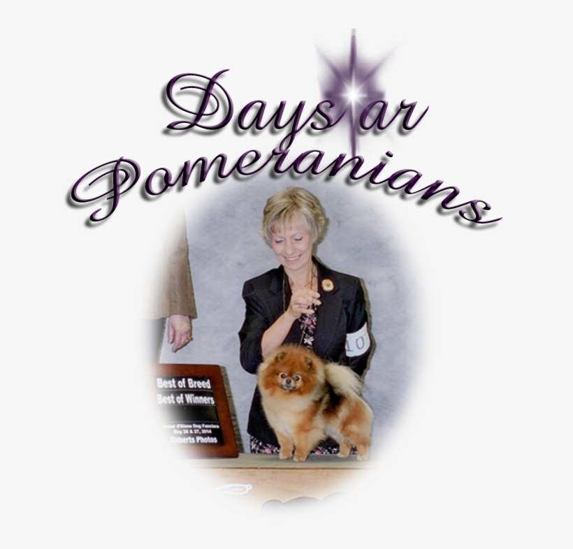 Pomeranian, transparent png download