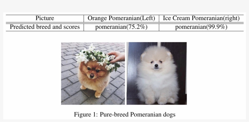 Dog Breed Identification - Companion Dog, transparent png download