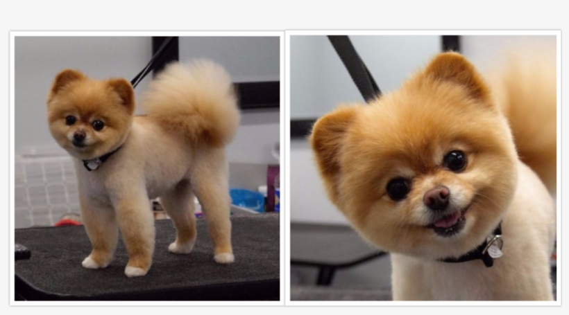 Collage 2017 04 13 - Pomeranian, transparent png download