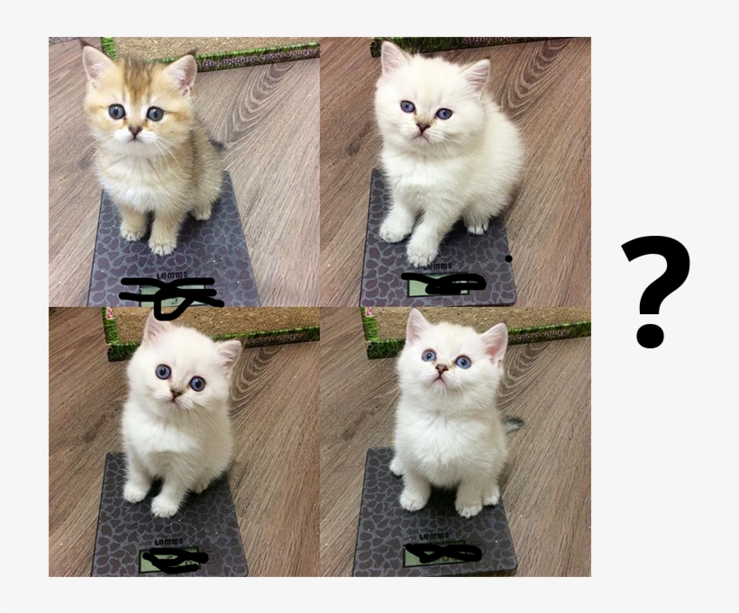 Can You Guess Which Cute Kitten Weighs The Most - Asian Semi-longhair, transparent png download