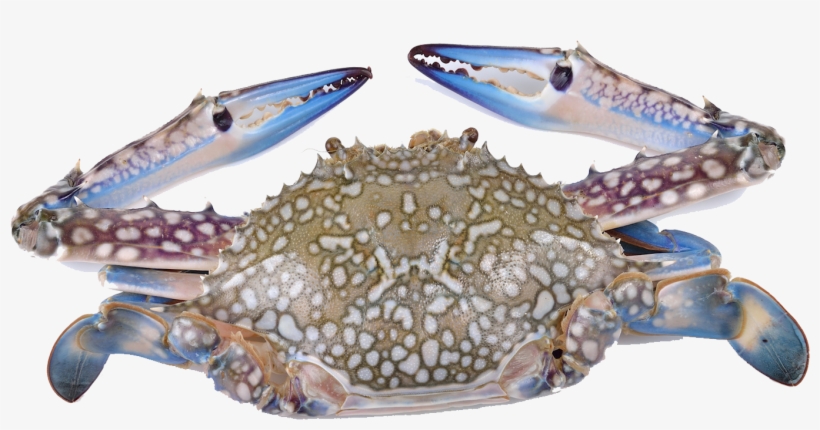 Crabs - Flower Crab, transparent png download