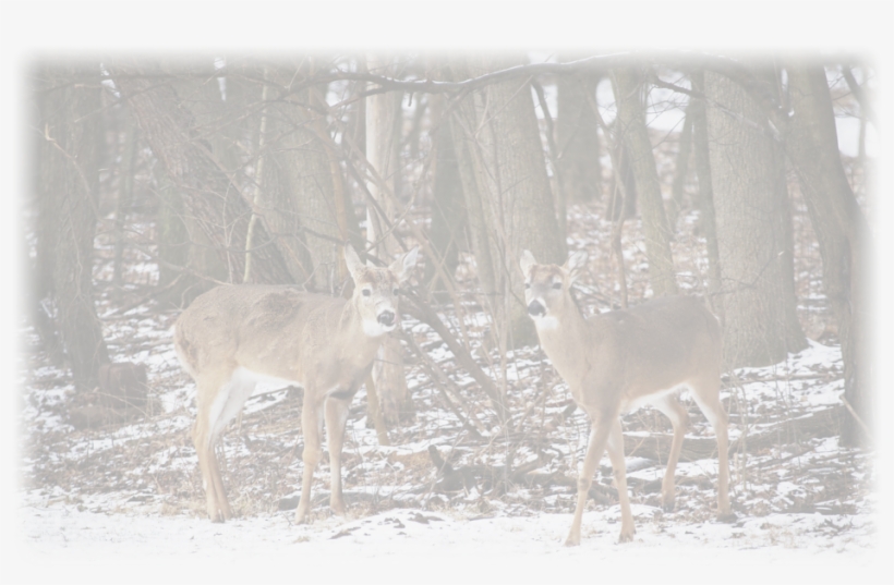 Photo Gallery Whitetail Deer No Doubt, Northern New - White-tailed Deer, transparent png download