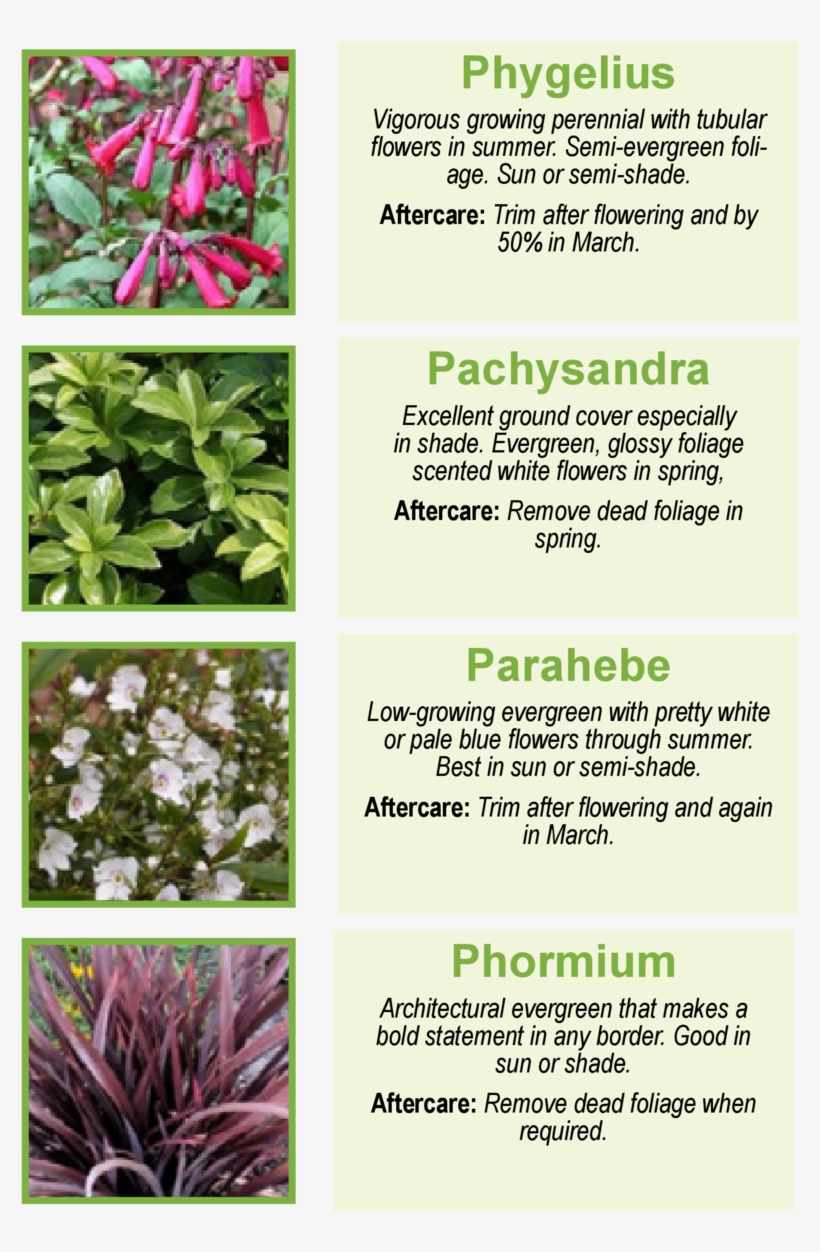 Phygelius Vigorous Growing Perennial With Tubulor Flowers - Lobelia, transparent png download