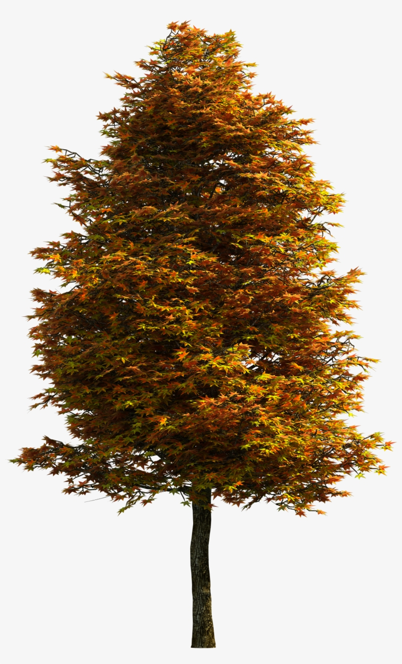 Tree Png Download Free Clipart - Portable Network Graphics, transparent png download