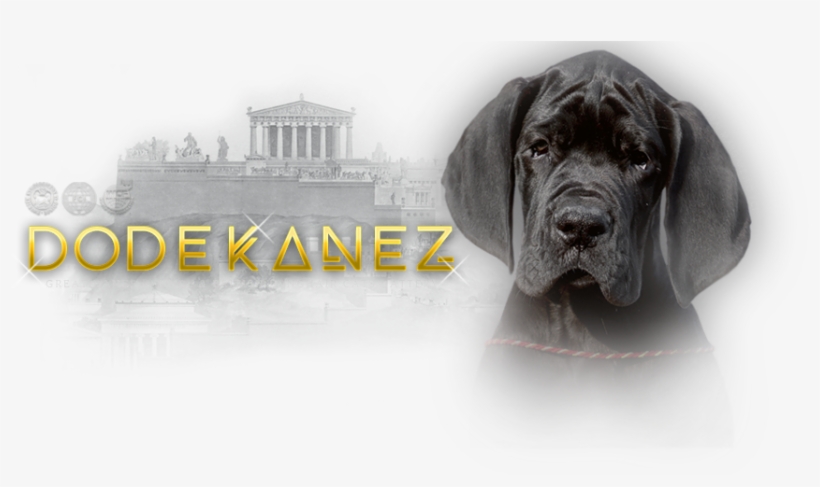 Neapolitan Mastiff, transparent png download